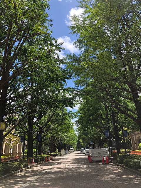 Ginkgo in the summer